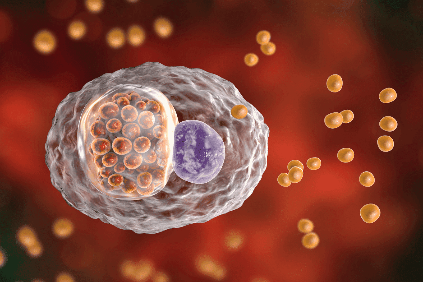 3D illustration of a Chlamydia trachomatis bacterium inside a human cell