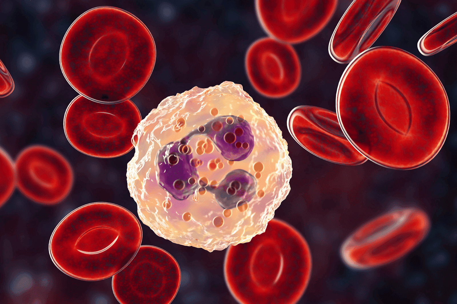 3D illustration of red blood cells and a white blood cell under a microscope.