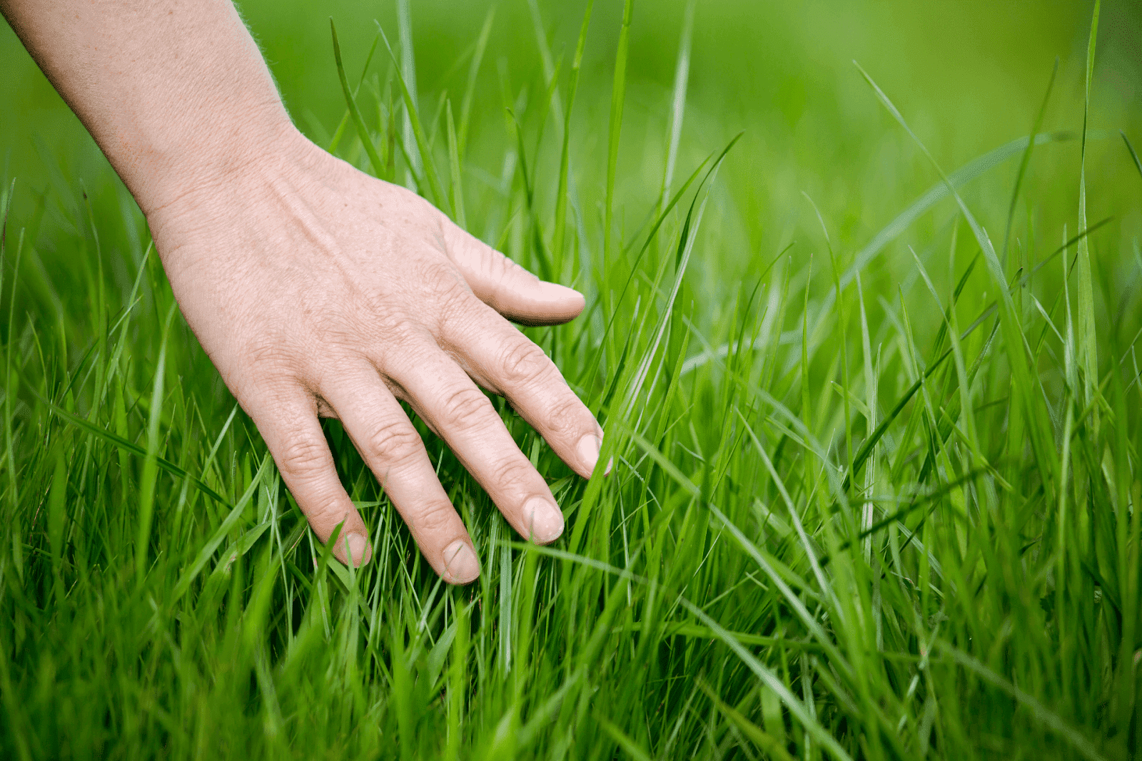 A close-up of a hand touching green grass.