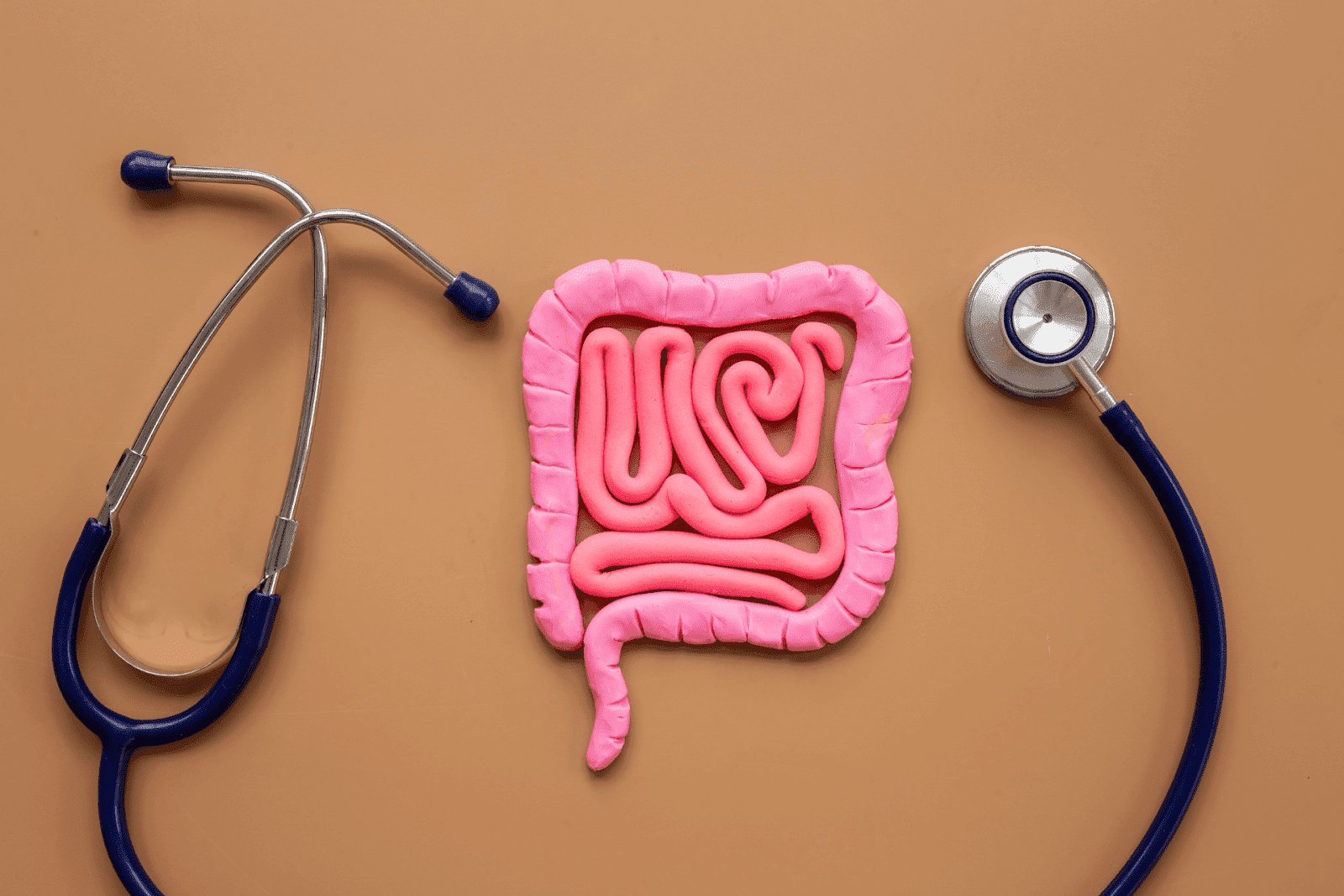 A model of human intestines surrounded by a stethoscope on a brown surface