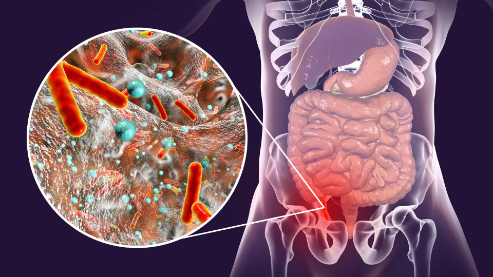 Illustration of digestion system.