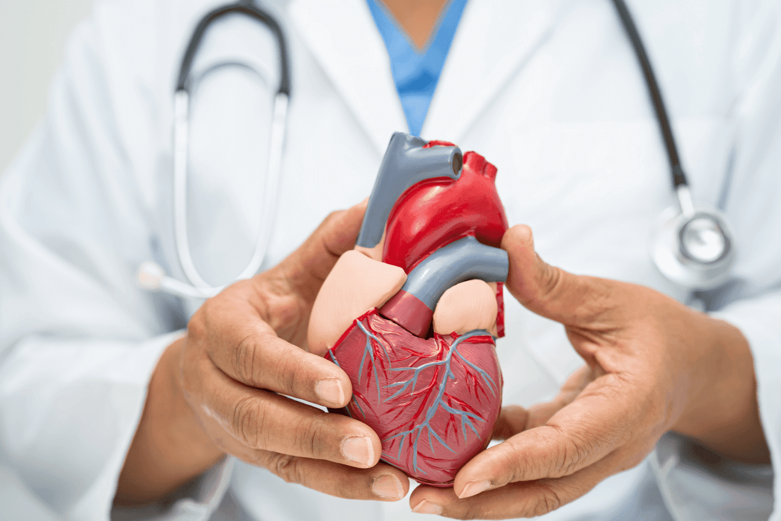 Doctor holding a detailed anatomical model of a human heart.