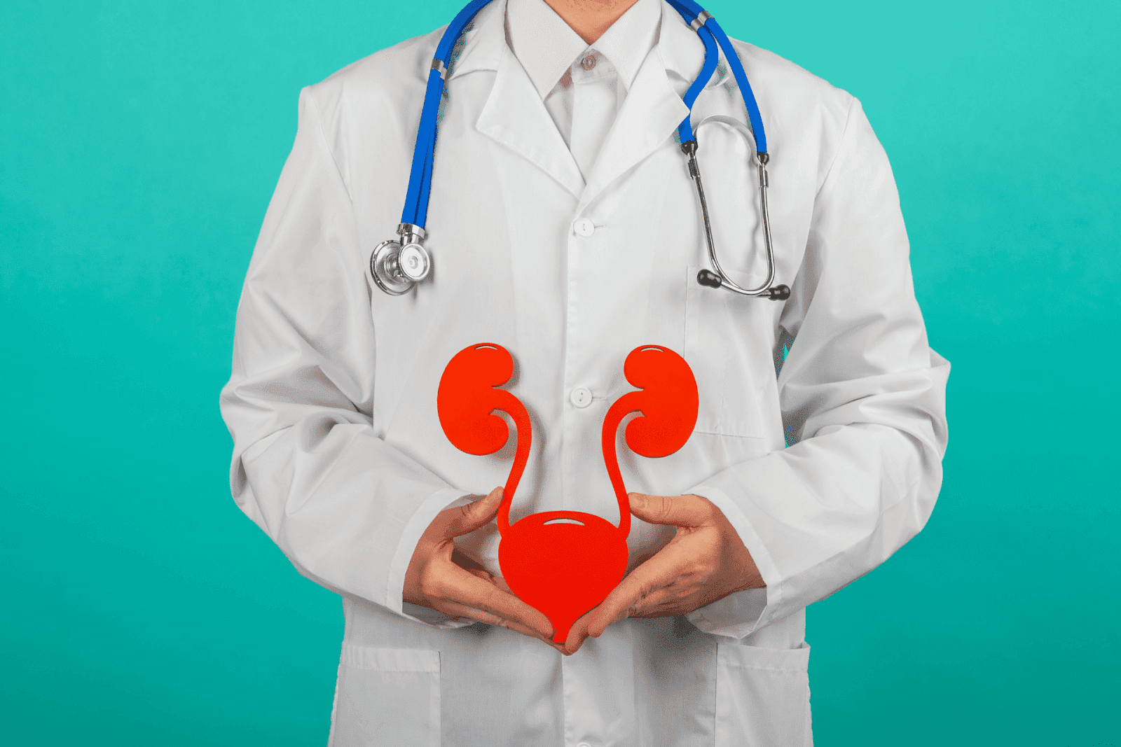 Doctor holding a red anatomical model of the urinary system