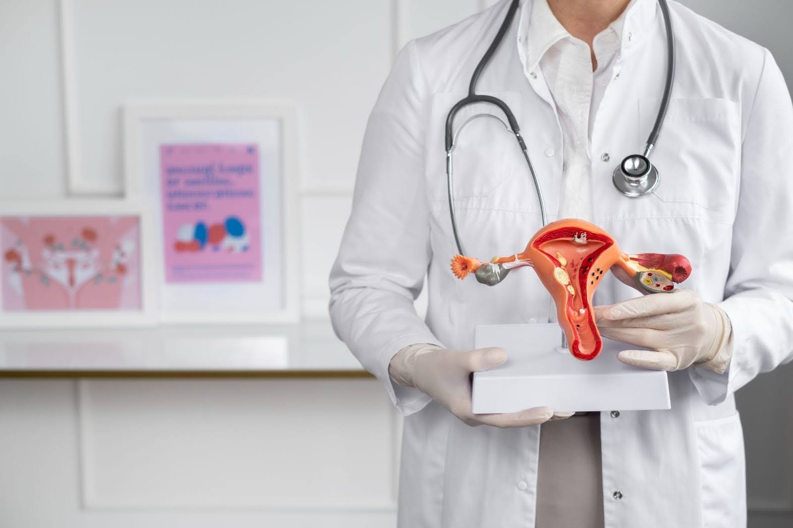 Doctor holding anatomic model