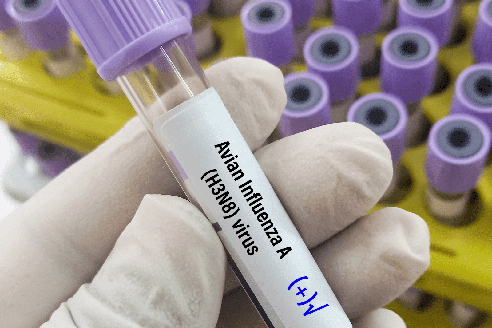 Gloved hand holding a test tube labeled Avian Influenza A (H3N8), positive result