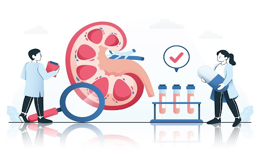 This illustration shows the lab team processing kidney-filtered liquids