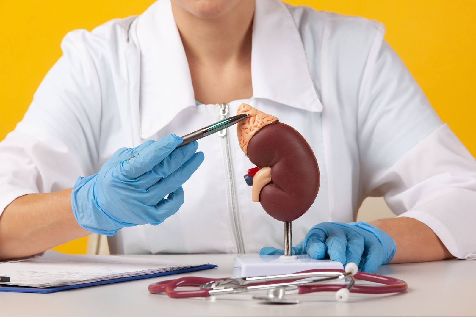 Close-up of Plastic Kidney Model
