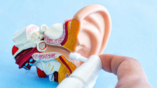 Anatomical model of ear