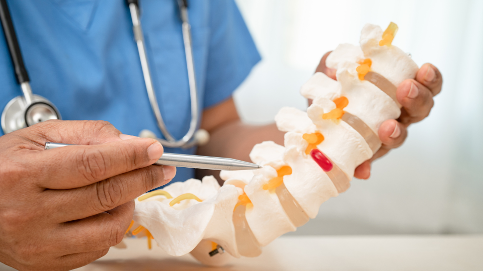 Doctor pointing to model of spinal cord