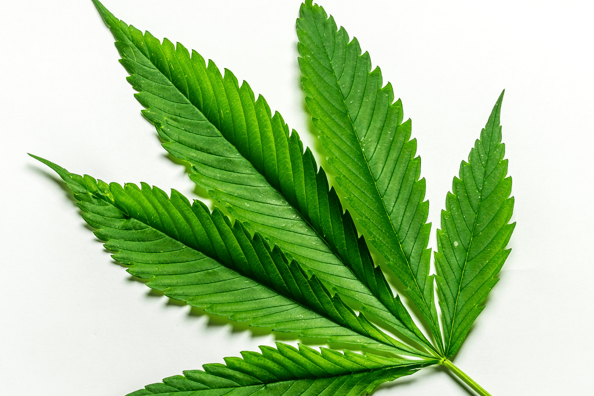 Close-up of a green cannabis leaf on a white background.