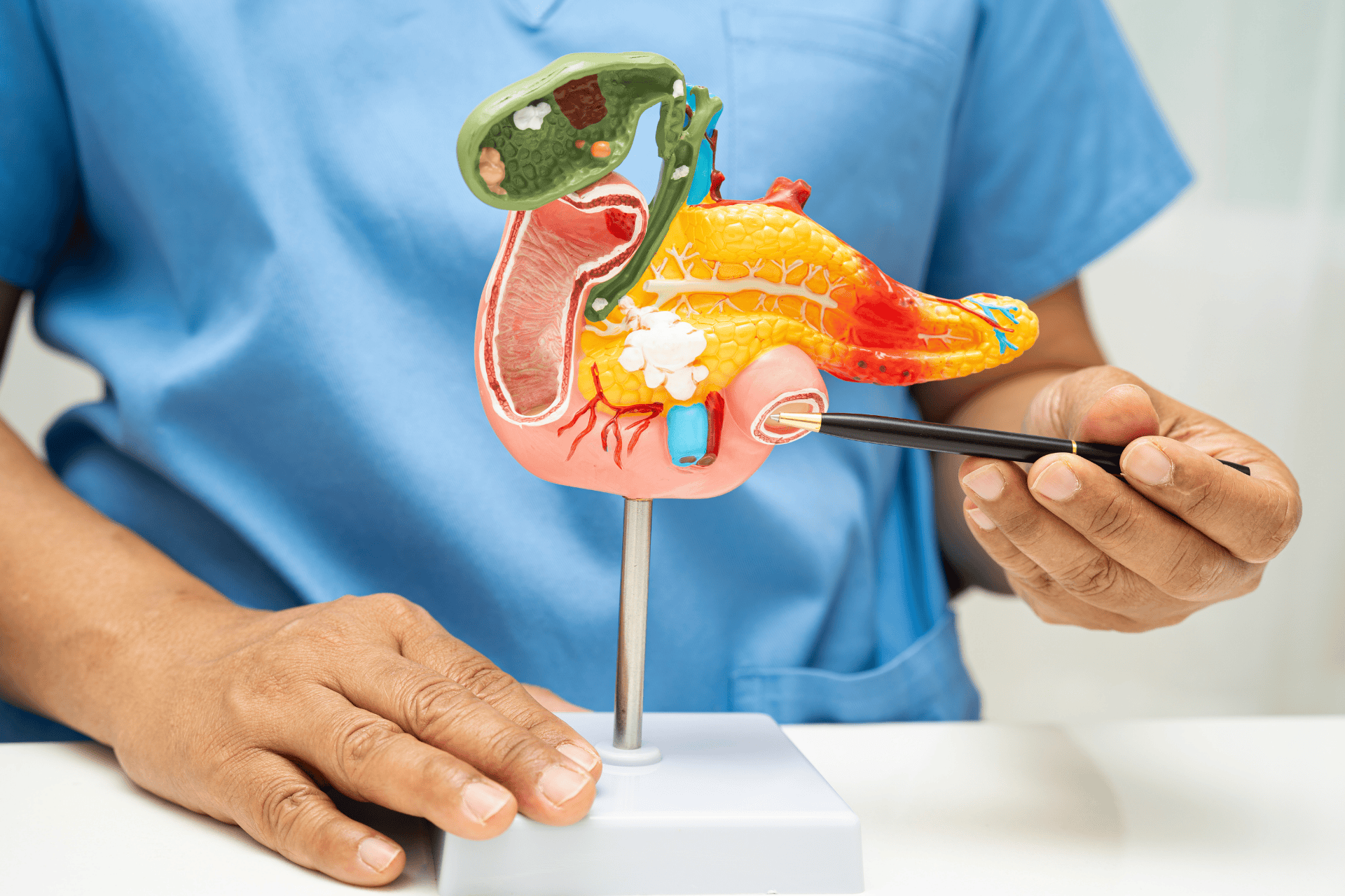 Healthcare worker holding and pointing to a colorful anatomical model of the pancreas.