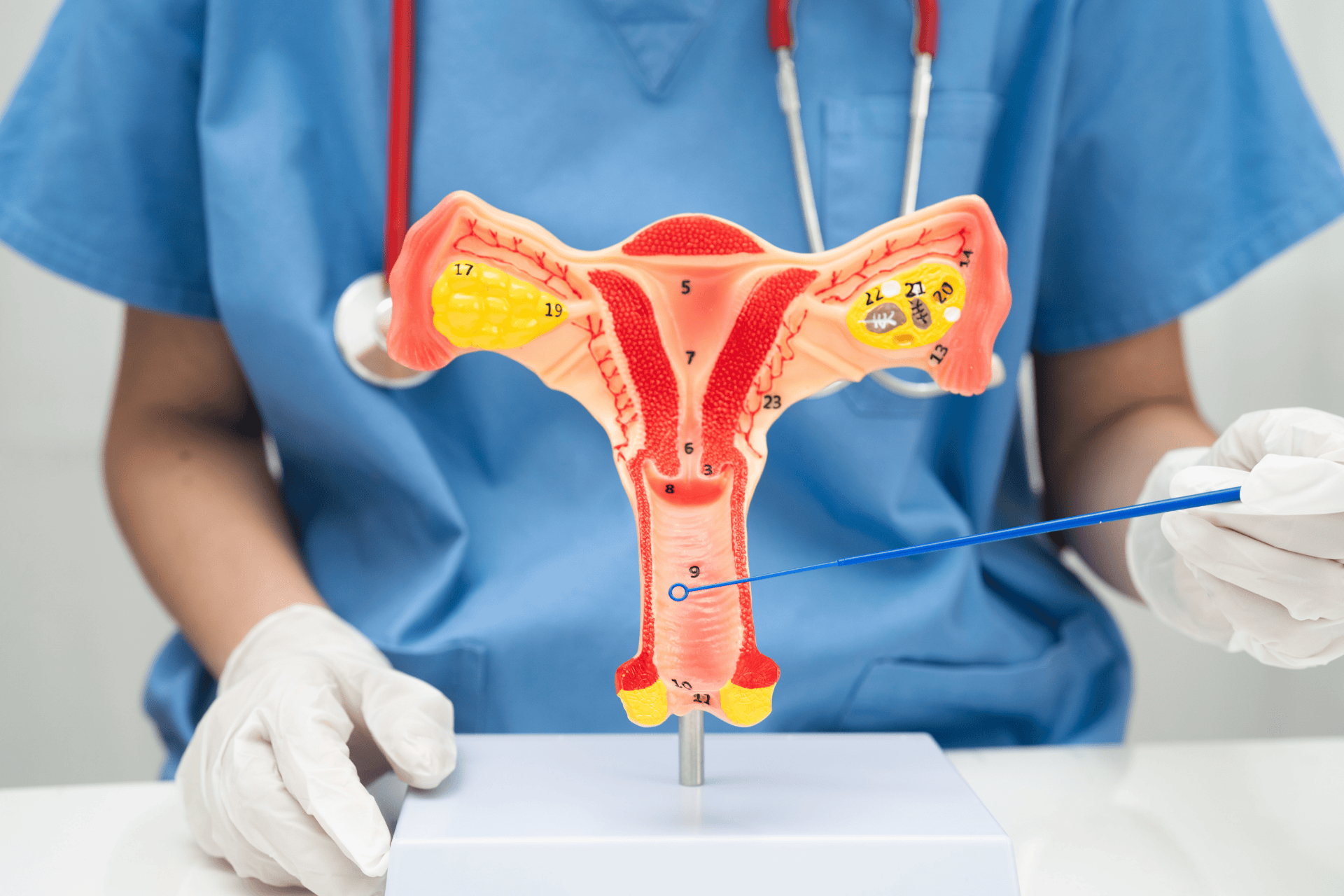 A healthcare professional holding a model of the female reproductive system and pointing to the vaginal area.