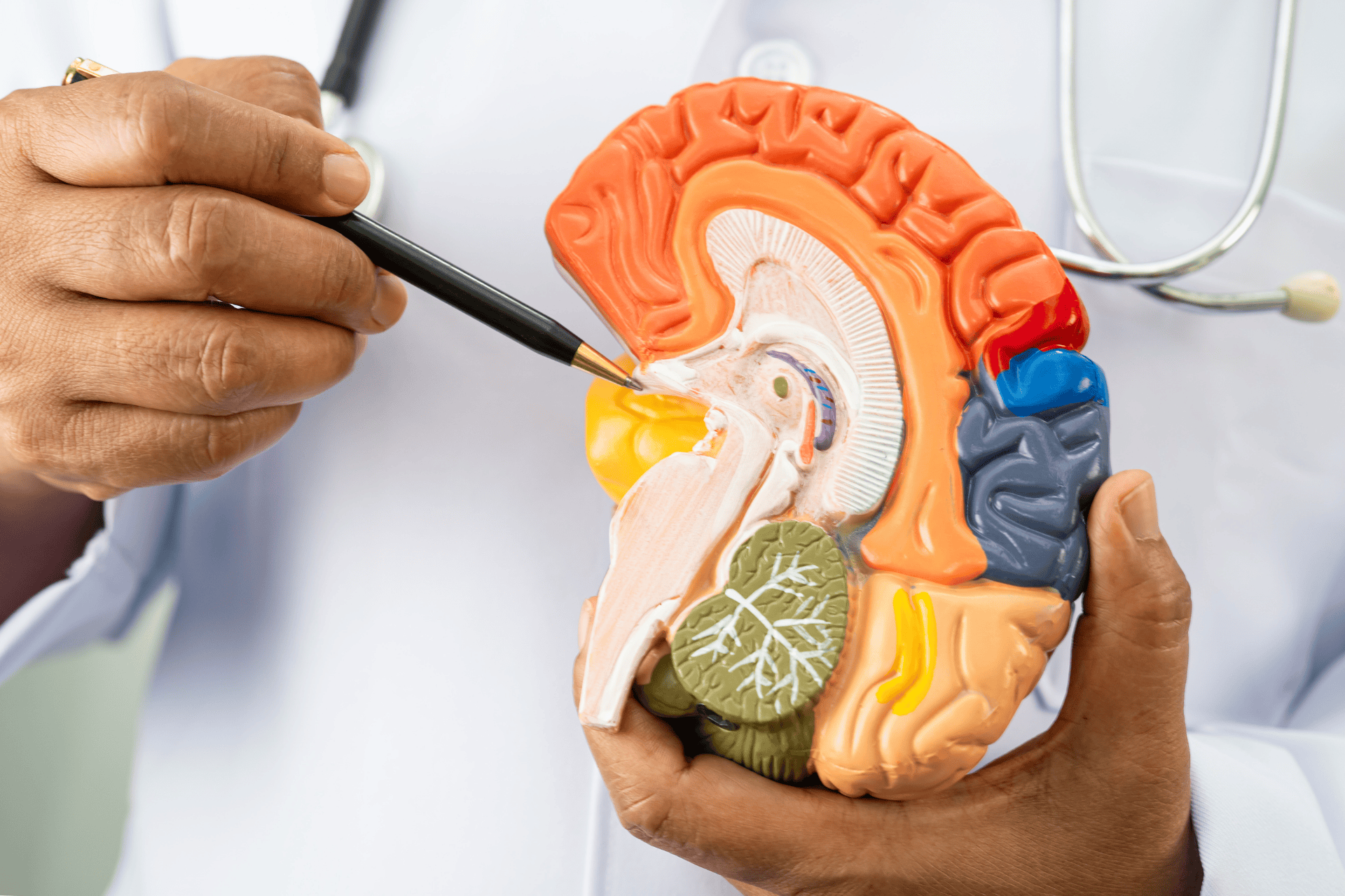 A healthcare professional pointing to a brain model, illustrating brain structure and function.