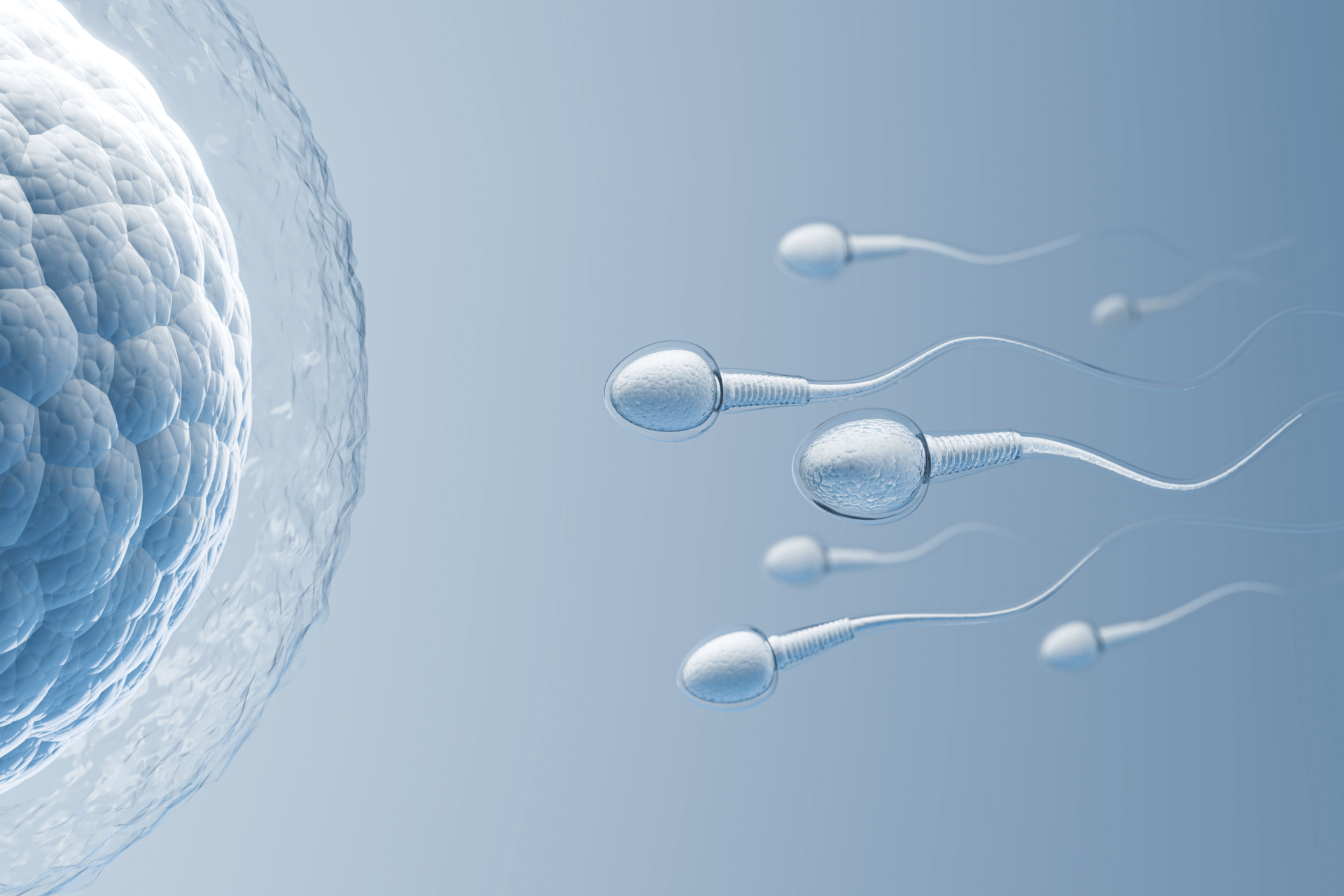 Illustration of sperm cells swimming toward an egg.
